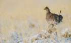 Sharp-tailed grouse-vantage point Art Print